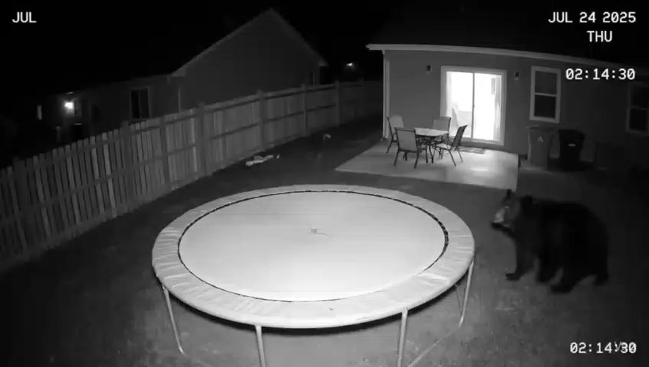 cctv photage of bear😳