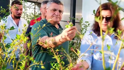 Sinop'ta yaban mersini hasadı