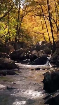 The Natural Beauty of Rivers in Beautiful Forests