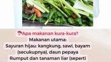 Apa makanan utama kura-kura