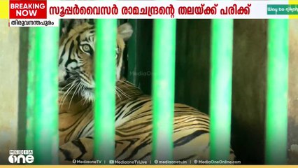 മൃഗശാലയിൽ ജീവനക്കാരനെ ആക്രമിച്ചത് ഈ കടുവ;വയനാട്ടിൽ ജനവാസമേഖലയിലിറങ്ങിയ കടുവയെ എത്തിച്ചത് വനംവകുപ്പ്‌