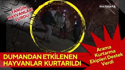 Dumandan Etkilenen Hayvanlar Kurtarıldı