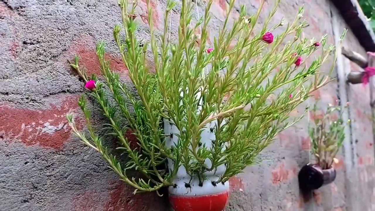 #_Best_Plant_Pot_Tips for Healthy Plants and beautiful look| Gardening in Pots Made Easy!🌱 Best Planting Tips for a Healthy Garden | Gardening Guide for Beginners
