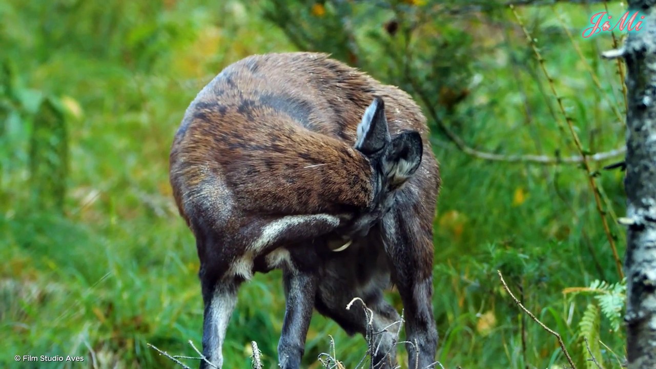 Loài Vật Cổ Xưa Với Cặp Răng Nanh Bí Ẩn - Hươu Xạ (Musk Deer)