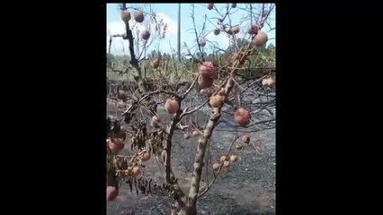 Villacidro, frutteto di pesche distrutto dall'incendio: restano lacrime e disperazione