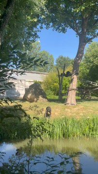 LES MIMIQUES des chimpanzés de Beauval