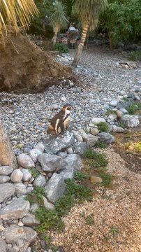 LES JOLIS MANCHOTS de Beauval