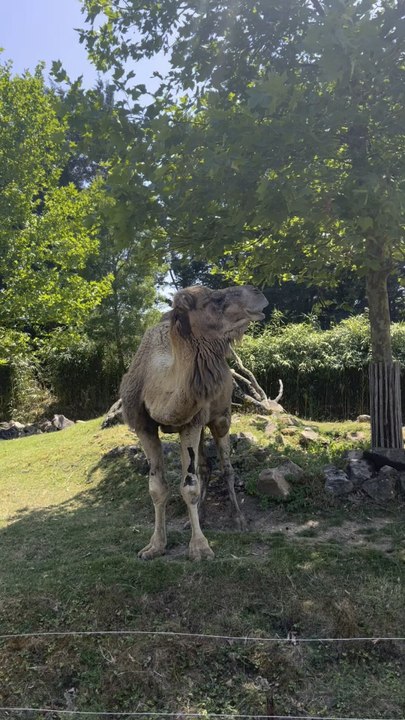 DROMADAIRE du Zoo de Beauval
