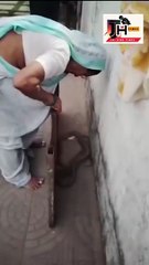 Grandma caught the Dhaman snake that came out of her house without any fear