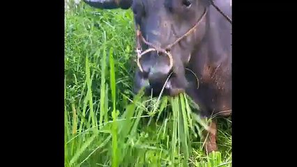 Funniest Animals of 2025 😂 | Cats & Dogs That’ll Make You Cry Laughing! 😻🐶