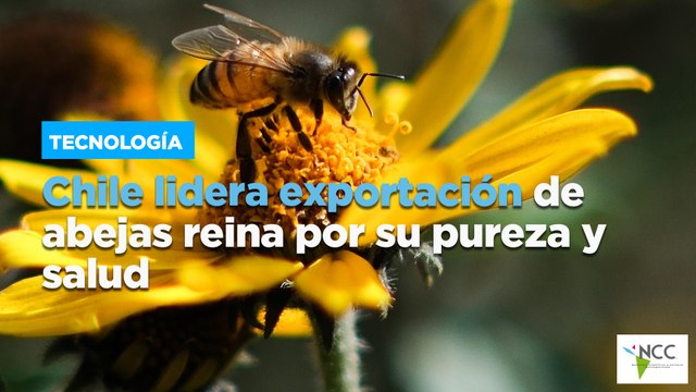 Chile lidera exportación de abejas reina por su pureza y salud