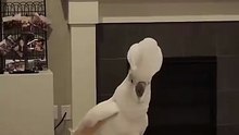 funniest parrot of the year — guaranteed laughs! 🤣