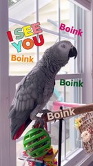 this parrot says I see you — too funny! 👀🤣