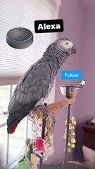 parrot vs Alexa — you’ll cry laughing! 🤣