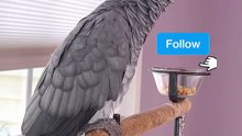 parrot vs Alexa — you’ll cry laughing! 🤣