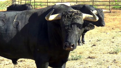 Así son los toros de Torrealta para Huelva