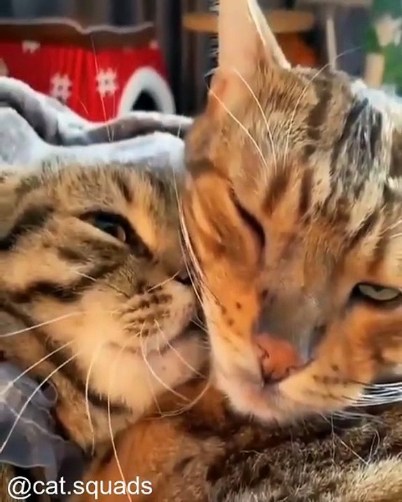 Les Super-Pouvoirs Cachés des Chats_1749417757