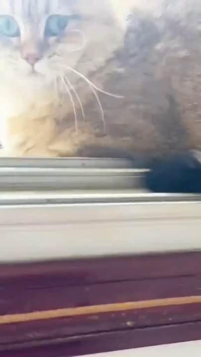☺️🐱🤣🔥