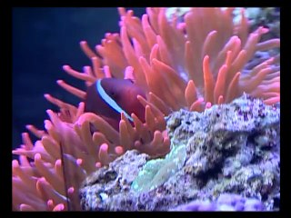 Baby Neptune 2003 DVD