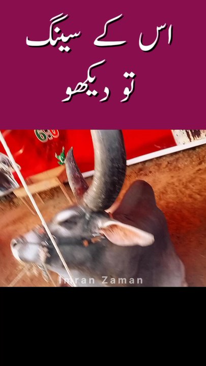 Is ke Seng to Dekho Itny Bary 😱