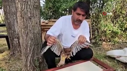 Duyarlı vatandaş yaralı atmacayı besleyip yetkililere teslim etti