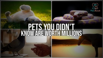 Million-Dollar Pets: Animals You Won't Believe Are Worth a Fortune!