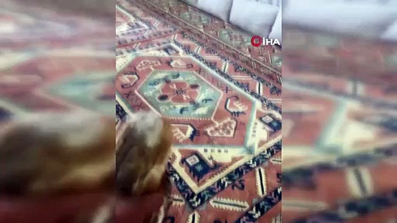 Can havliyle kapıyı çaldı! Nesli tükenmekte olan hayvan eve sığındı