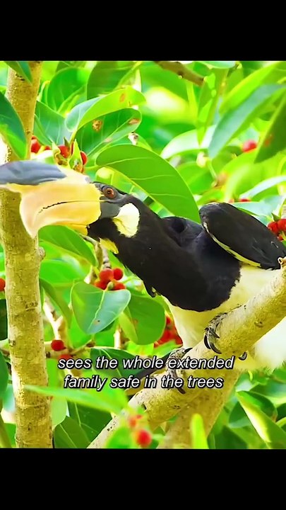Animal world