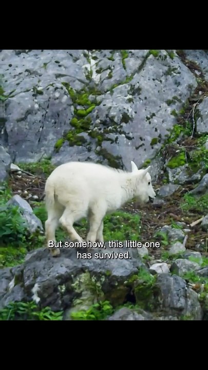 Animal world