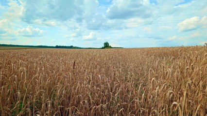 Sounds of a Wheat Field on a Summer Day | Relaxing Hum & Chirping Crickets (ASMR)