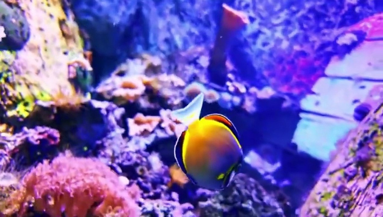 THE COLORS VISION