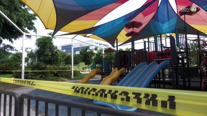 Experto llama a ciudadanos a evitar contacto con orugas quemadoras