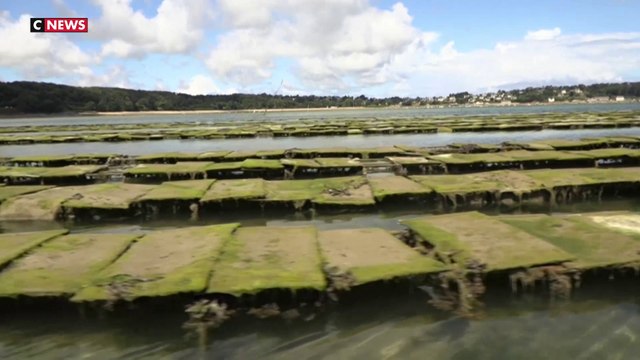 Les algues s'attaquent aux huîtres et empêchent leur reproduction