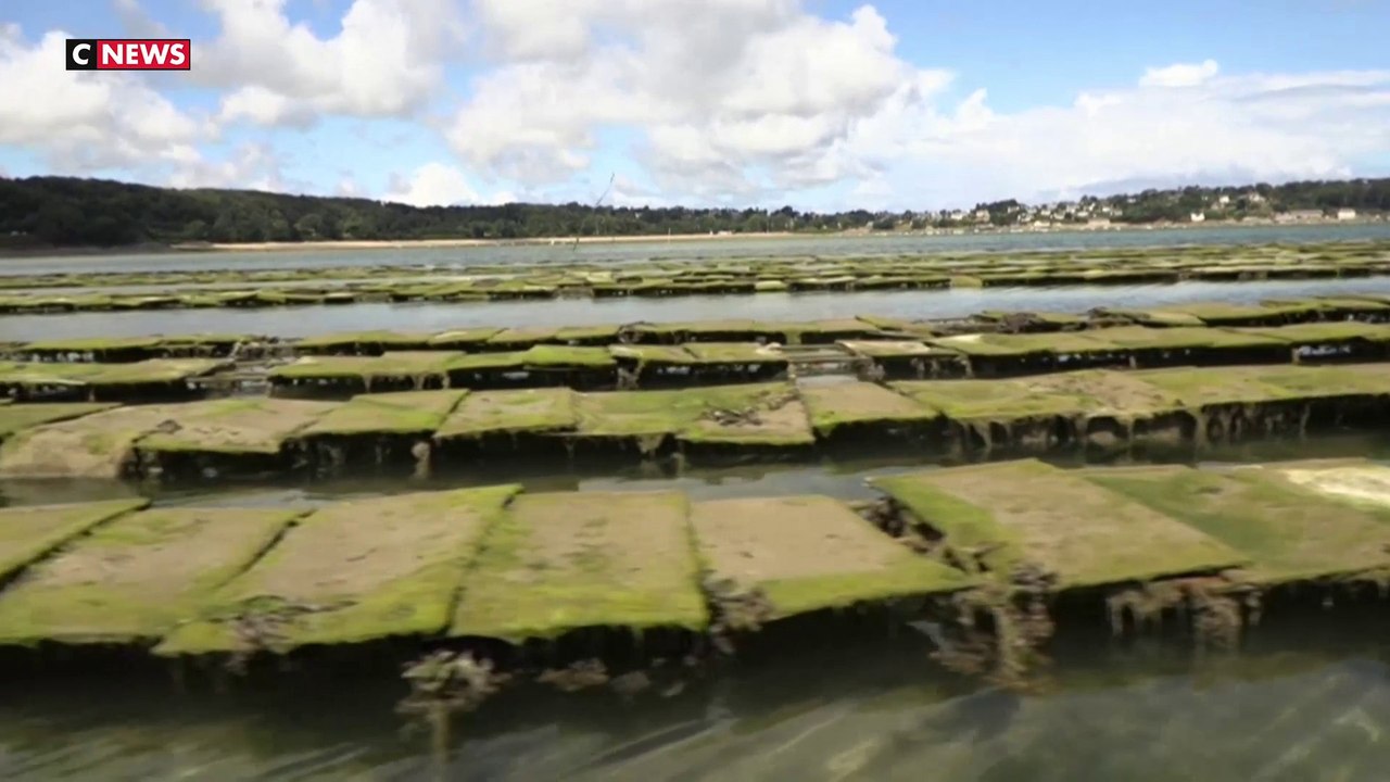 Les algues s'attaquent aux huîtres et empêchent leur reproduction