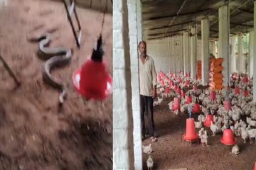 : पोल्ट्री फॉर्म में घुसकर मुर्गियों को चट कर गया विशालकाय अजगर