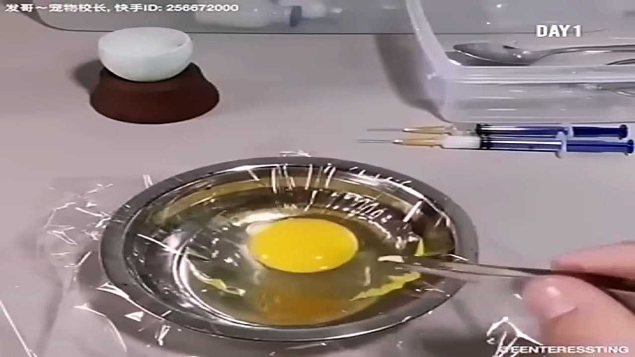 Chick Development Outside Shell Incredible 21-Day Incubation Experiment!