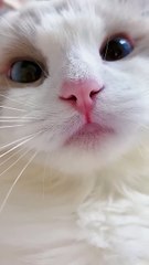 Funny Cat Meows & Cute Kittens (TikTok Trends)