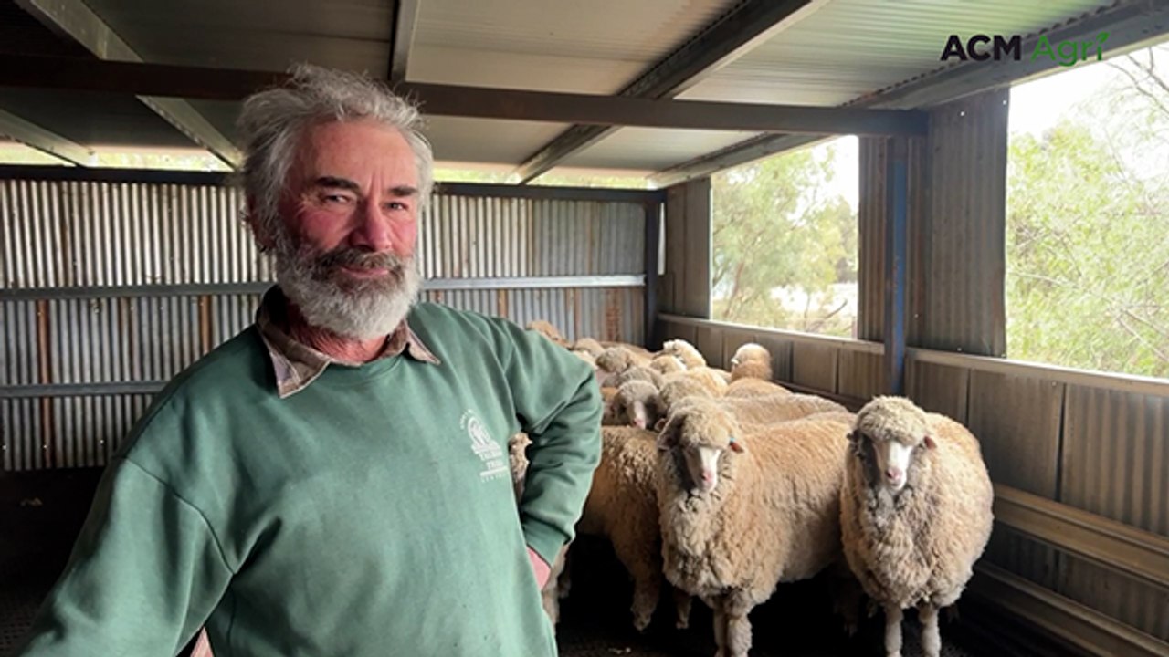 Why this fourth-generation Trundle farmer is sticking with Merinos for the long haul