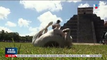 Abandono animal, un problema que crece en México