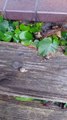 Snail Summit! 🐌🌧️ Funny Secret Meeting After the Rain #funny #shorts