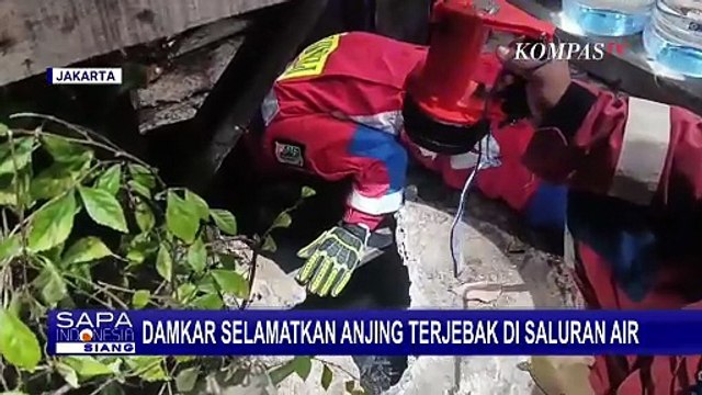 Momen Haru Damkar Evakuasi Anjing Terjebak di Saluran Air Pondok Kopi Jakarta Timur | SAPA SIANG