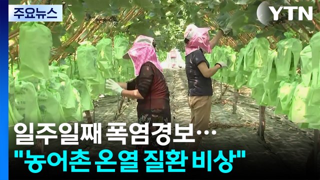 일주일째 폭염경보... 농어촌 온열 질환 비상 / YTN