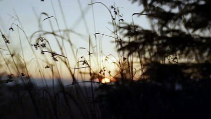 sunset view through grass