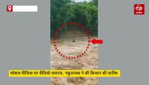बैलों के लिए जान पर खेल गया किसान, उफनती नदी में छलांग, नकुलनाथ हुए फैन