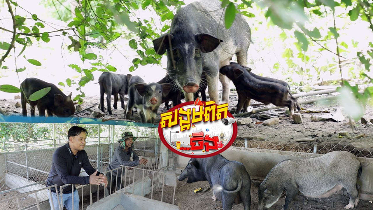 92.ជ្រូកកណ្តុរមេ បង្កាត់ជ្រូកព្រៃក្បែរជើងភ្នំ