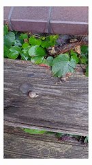 Funny compilation. Post rain parade. Snails 🐌 #shorts #funny