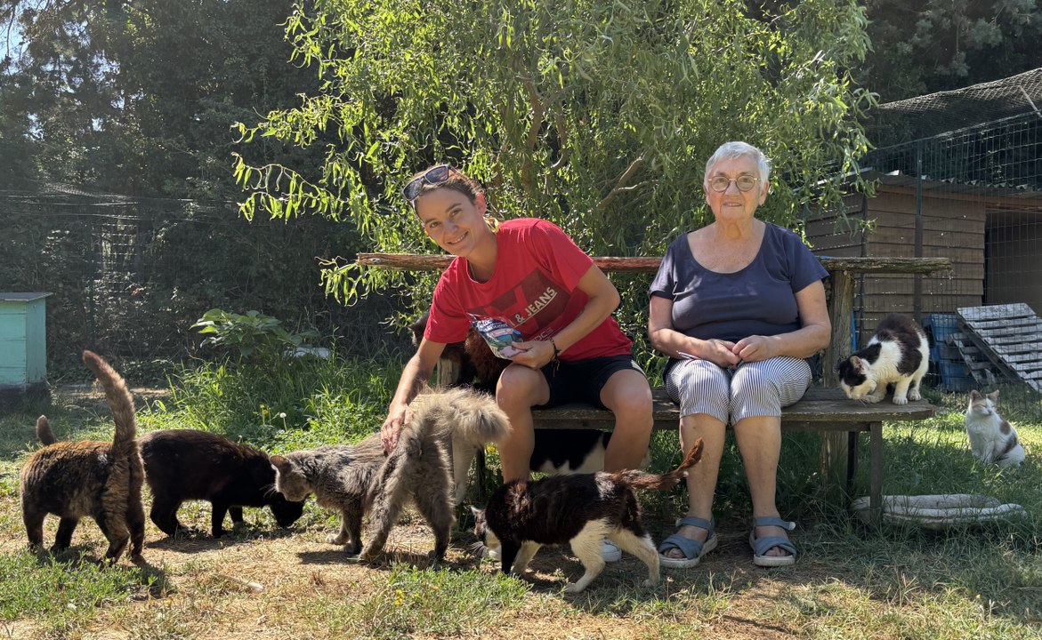 À Cheval-Blanc, en Vaucluse, une maison de retraite pour chats recherche des bénévoles