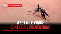 West Nile virus: cos'è, come si trasmette, chi è a rischio