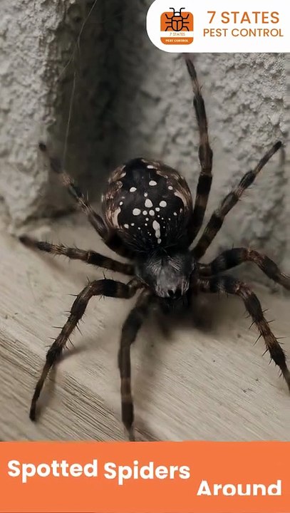Spotted Spiders at Home? Get Melbourne’s Trusted Spider Control
