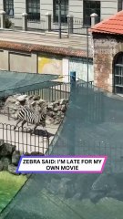 Zebra Escapes and Turns the Zoo Into a Racetrack!